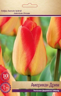 Тюльпан Дарвинов гибрид Американ Дрим (Tulipa Darwin hybrid American Dream)