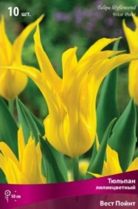 Тюльпан лилиецветный Вест Пойнт (Tulipa lilyflowered West Point)