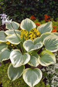 Хоста гибридная Бэнд ов Голд (Hosta hybrid Band of Gold)