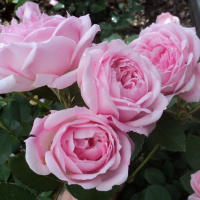 Роза парковая канадская Прайри Джой (Park Canadian rose Prairie Joy)