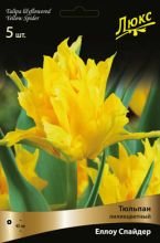 Тюльпан лилиецветный Йеллоу Спайдер (Tulipa lilyflowered Yellow Spider)