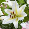 Лилия восточная Баферрари (Lilium oriental Baferrari)