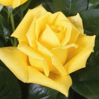 Роза чайно-гибридная Ландора (Rose Hybrid Tea Landora)