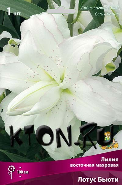 Лилия восточная махровая Лотус Бьюти (Lilium oriental double Lotus Beauty)
