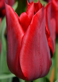 Тюльпан лилиецветный Дженни Батчарт (Tulipa lilyflowered Jenny Butchard)
