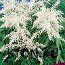 Астильба Арендса Диамант (Astilbe Arendsii Diamant)