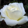Роза чайно-гибридная Маунт Шаста (Rose Hybrid Mount Shasta)