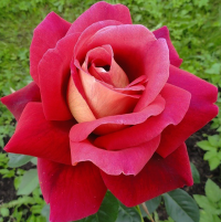 Роза чайно-гибридная Кроненбург (Rose Hybrid Tea Kronenbourg)  
