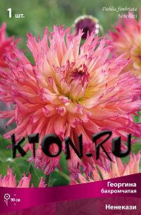 Георгина бахромчатая Ненекази (Dahlia fimbriata Nenekazi)