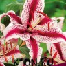 Лилия восточная Диззи (Lilium oriental Dizzy)