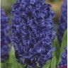 Гиацинт садовый Блу Перл (Hyacinthus garden Blue Pearl)