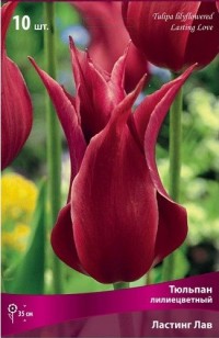 Тюльпан лилиецветный Ластинг Лав (Tulipa lilyflowered Lasting Love)