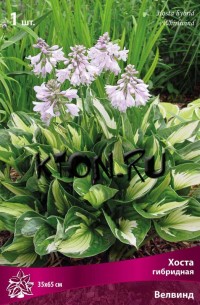 Хоста гибридная Велвинд (Hosta hybrid Whirlwind)
