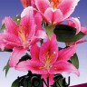 Лилия восточная Динамит (Lilium oriental Dynamite)