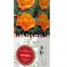 Роза чайно-гибридная Моника (Rose Hybrid Tea Monica)