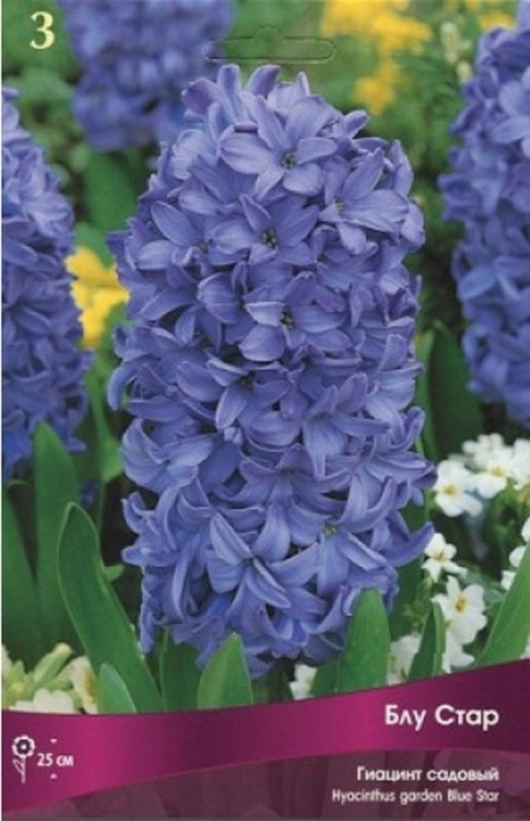 Гиацинт садовый Блу Стар (Hyacinthus garden Blue Star)