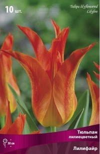 Тюльпан лилиецветный Лилифайр (Tulipa lilyflowered Lilyfire)