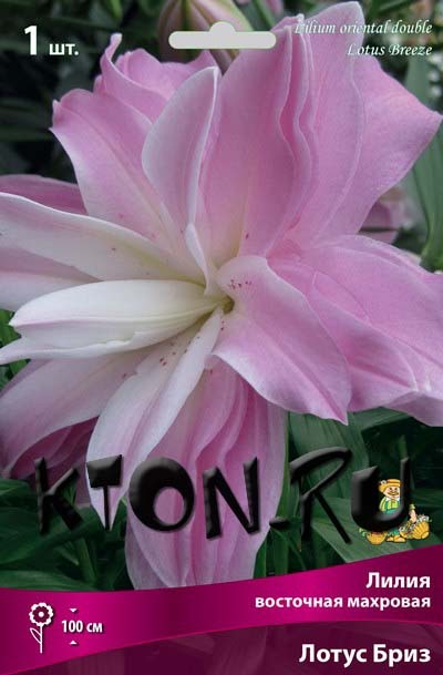 Лилия восточная махровая Лотус Бриз (Lilium oriental double Lotus Breeze)
