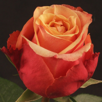 Роза чайно-гибридная Черри Бренди (Rose Hybrid Tea Cherry Brandy)