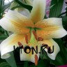 Лилия ОТ гибрид Мистер Кас (Lilium OT hybrid Mister Cas)