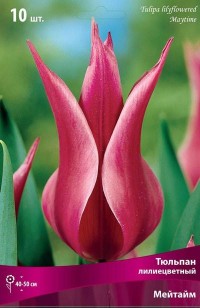 Тюльпан лилиецветный Мейтайм (Tulipa lilyflowered Maytime)