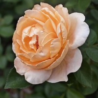 Роза чайно-гибридная Абей де Клуни (Rose Hybrid Tea Abbaye de Cluny)