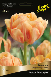 Тюльпан махровый ранний Фокси Фокстрот (Tulipa double early Foxy Foxtrot)