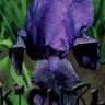 Ирис бородатый Блэк Найт (Iris germanica Black Knight)