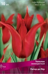 Тюльпан лилиецветный Питер де Лер (Tulipa lilyflowered Pieter De Leur)