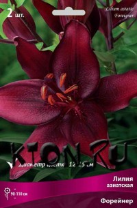 Лилия азиатская Форейнер (Lilium asiatic Foreigner)
