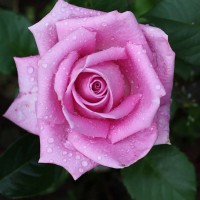 Роза чайно-гибридная Аква (Rose Hybrid Tea Aqua)