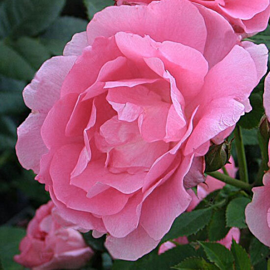 Роза парковая Колор оф Тенденис (Park rose Color of Tendenis)
