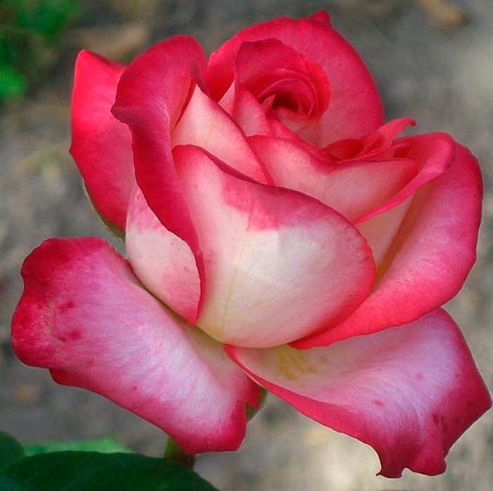 Рина херхолдт роза фото и описание
