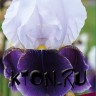 Ирис бородатый Брейнвейт (Iris germanica Braithwaite)