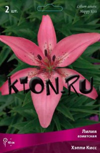 Лилия азиатская Хэппи Кисс (Lilium asiatic Happy Kiss)