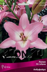 Лилия ЛА гибрид Албуфейра (Lilium LA-hybrid Albufeira)