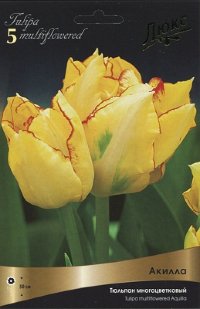 Тюльпан многоцветковый Акилла (Tulipa multiflowered Aquilla)