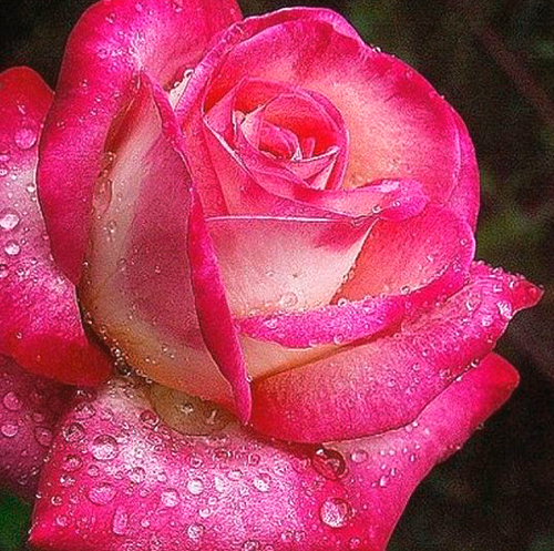 Роза чайно-гибридная Роза Гожар (Rose Hybrid Tea Rose Gaujard)