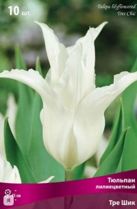 Тюльпан лилиецветный Тре Шик (Tulipa lilyflowered Tres Chic)