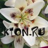Лилия азиатская Центерфолд (Lilium asiatic Centerfold)