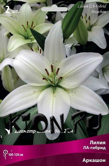 Лилия ЛА гибрид Аркашон (Lilium LA-hybrid Arcachon)