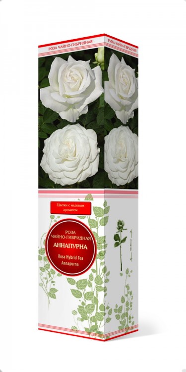 Роза чайно-гибридная Аннапурна (Rose Hybrid Tea Annapurna)