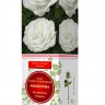 Роза чайно-гибридная Аннапурна (Rose Hybrid Tea Annapurna)