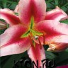 Лилия ОТ гибрид Олимпик Флейм (Lilium OT hybrid Olympic Flame) 