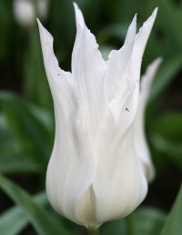 Тюльпан лилиецветный Уайт Триумфатор (Tulipa lilyflowered White Triumphator)
