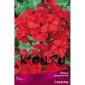 Флокс метельчатый Старфайр (Phlox paniculata Starfire)
