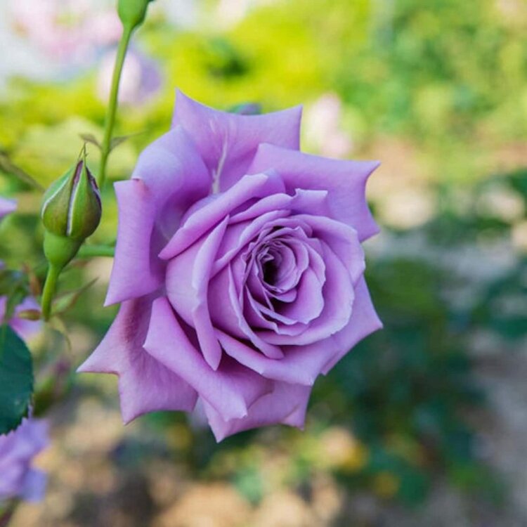 Роза чайно-гибридная Блю Мун (Rose Hybrid Tea Blue Moon)