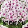 Флокс метельчатый Свиззл (Phlox paniculata Swizzle)