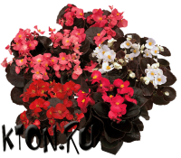 Рассада Бегония вечноцветущая Сенатор (Begonia semperflorens Senator) 6 шт