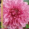 Георгина декоративная Лавендер Перфекшн (Dahlia decorative Lavender Perfection)
